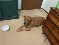 Reunited Male Dog last seen Old Harwick and Woodbridge in Warwick ests, Oklahoma City, OK 73162