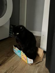 Lost Female Cat last seen Old East Durham Sign, Durham, NC 27701
