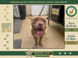 Shelter Stray Female Dog last seen FL, 5100 W Eau Gallie Blvd, Melbourne, FL 32934, USA