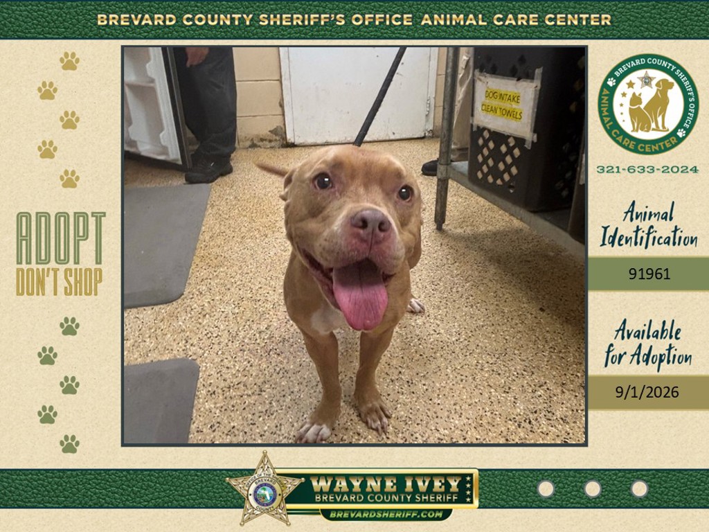 Shelter Stray Female Dog last seen FL, 5100 W Eau Gallie Blvd, Melbourne, FL 32934, USA