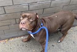 Shelter Stray Female Dog last seen Near Eastchester Road, BRONX, NY, 10461, 326 E 110th St, New York, NY 10029, USA