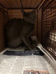 Shelter Stray Male Cat last seen Fifnella Way, AUSTIN, TX, 78725, 7201 Levander Loop bldg a, Austin, TX 78702, USA