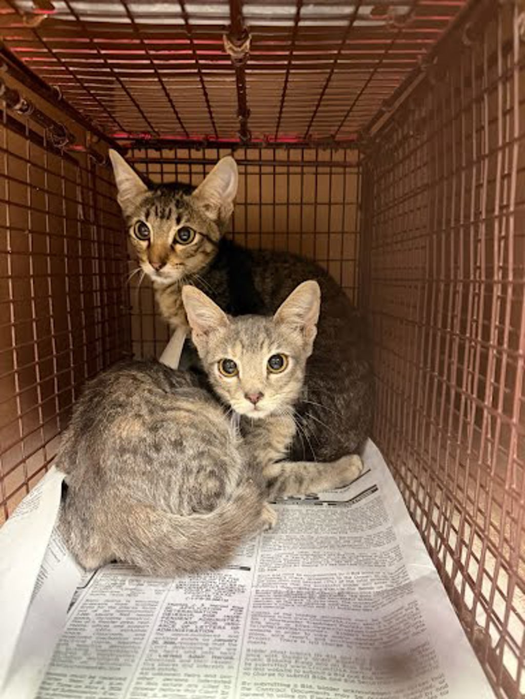 Shelter Stray Female Cat last seen Near Webberwood Ridge Drive, ELGIN, TX, 78621, 7201 Levander Loop bldg a, Austin, TX 78702, USA
