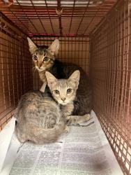 Shelter Stray Female Cat last seen Near Webberwood Ridge Drive, ELGIN, TX, 78621, 7201 Levander Loop bldg a, Austin, TX 78702, USA