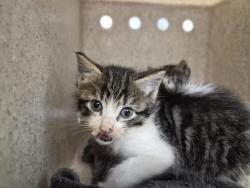 Shelter Stray Male Cat last seen Near Morris Park Avenue, BRONX, NY, 10462, 326 E 110th St, New York, NY 10029, USA