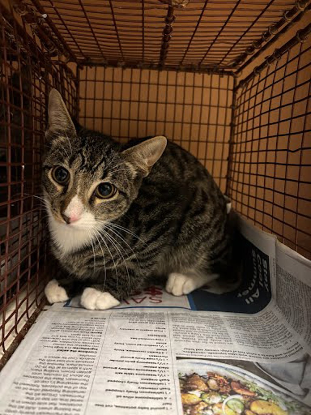 Shelter Stray Male Cat last seen Fifnella Way, AUSTIN, TX, 78725, 7201 Levander Loop bldg a, Austin, TX 78702, USA