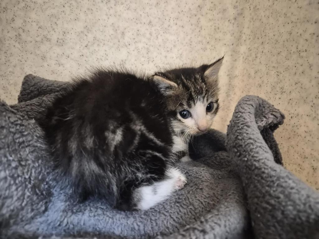 Shelter Stray Male Cat last seen Near Morris Park Avenue, BRONX, NY, 10462, 326 E 110th St, New York, NY 10029, USA