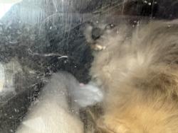 Shelter Stray Male Cat last seen Near S 7615 W, Magna Township, UT, 84044, 511 W 3900 S, Salt Lake City, UT 84123, USA