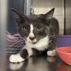 Shelter Stray Male Cat last seen Near E Kensington Avenue, SALT LAKE CITY, UT, 84105, 511 W 3900 S, Salt Lake City, UT 84123, USA