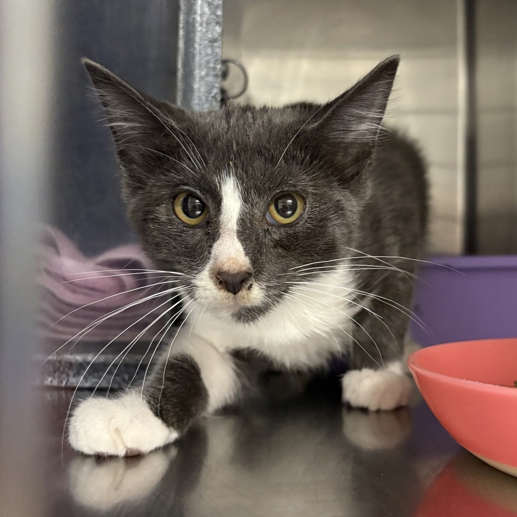 Shelter Stray Male Cat last seen Near E Kensington Avenue, SALT LAKE CITY, UT, 84105, 511 W 3900 S, Salt Lake City, UT 84123, USA