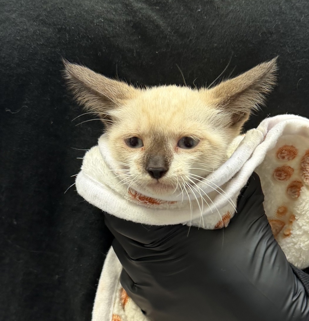 Shelter Stray Female Cat last seen Imperial Avenue, San Diego, CA, 92102, 5500 Gaines St, San Diego, CA 92110, USA