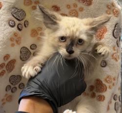 Shelter Stray Male Cat last seen Imperial Avenue, San Diego, CA, 92102, 5500 Gaines St, San Diego, CA 92110, USA