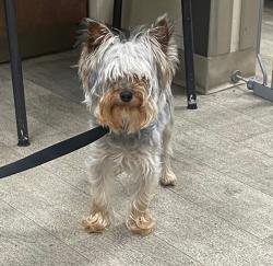 Shelter Stray Male Dog last seen Near Napa Street, San Diego, CA, 92110, 5500 Gaines St, San Diego, CA 92110, USA