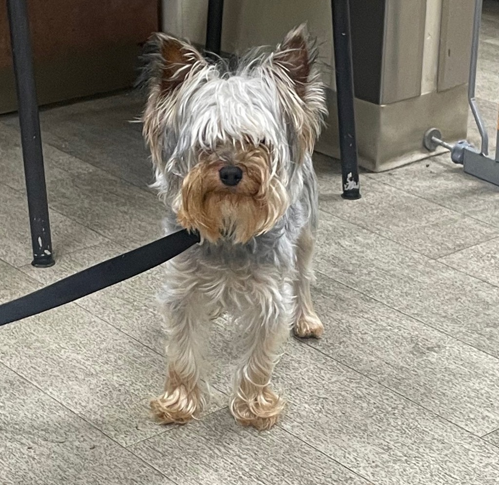 Shelter Stray Male Dog last seen Near Napa Street, San Diego, CA, 92110, 5500 Gaines St, San Diego, CA 92110, USA
