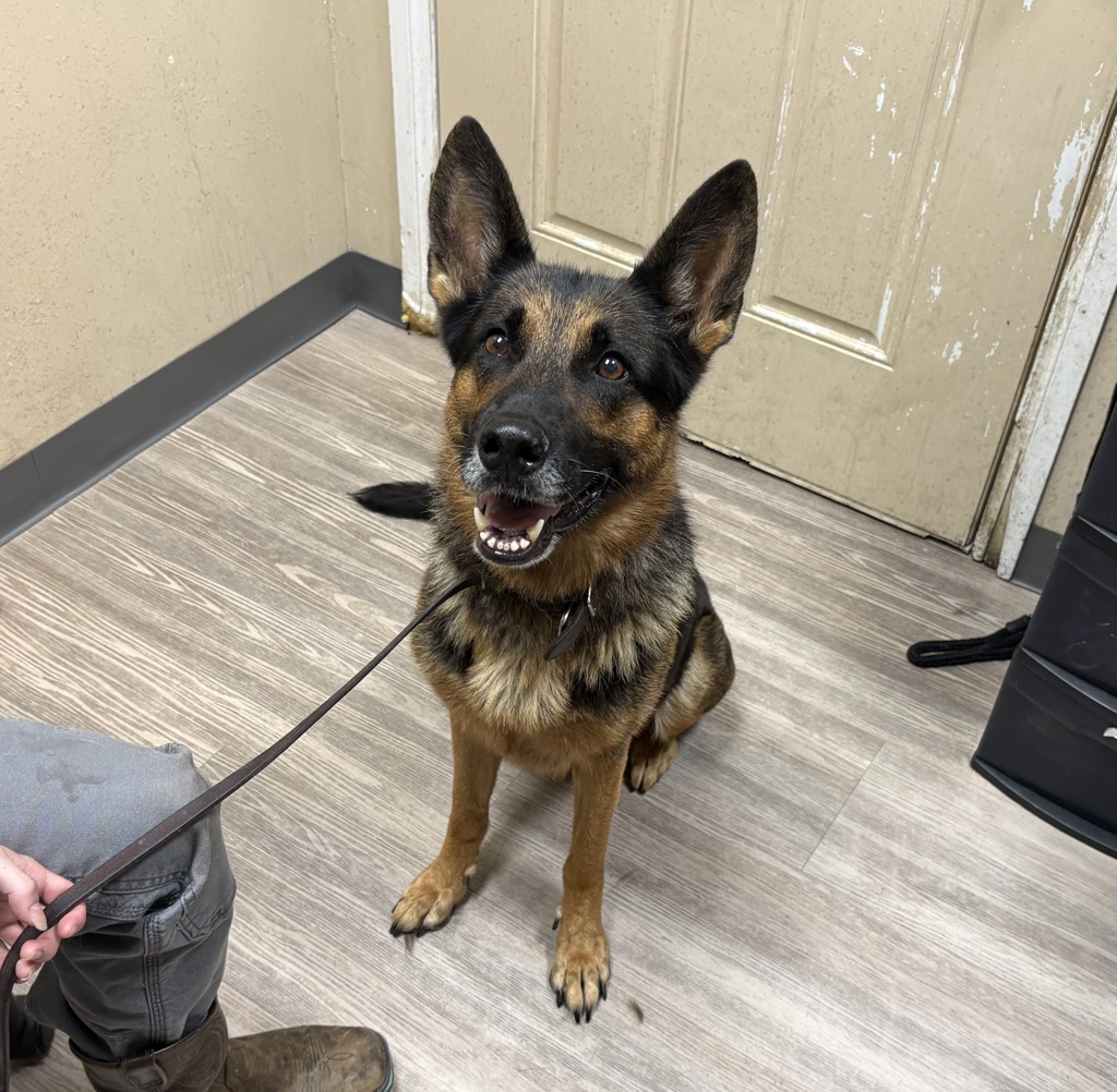 Shelter Stray Female Dog last seen Near Autumn Lane, Vista, CA, 92084, Oceanside, CA 92058, USA