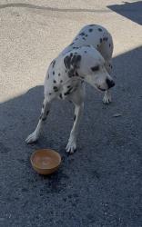 Found/Stray Female Dog last seen Tpc Vegas, Las Vegas, NV 89144