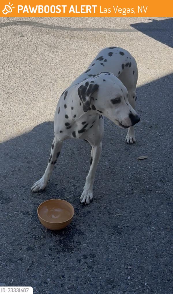 Found/Stray Female Dog last seen Tpc Vegas, Las Vegas, NV 89144