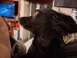 Lost Female Dog last seen 83rd and bearsdly, Peoria, AZ 85382