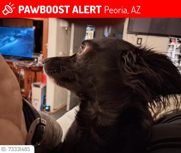 Lost Female Dog last seen 83rd and bearsdly, Peoria, AZ 85382