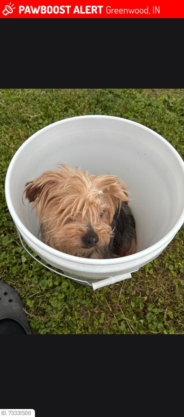 Lost Male Dog last seen Countyline rd and Treetop, Greenwood, IN 46142