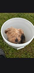 Lost Male Dog last seen Countyline rd and Treetop, Greenwood, IN 46142