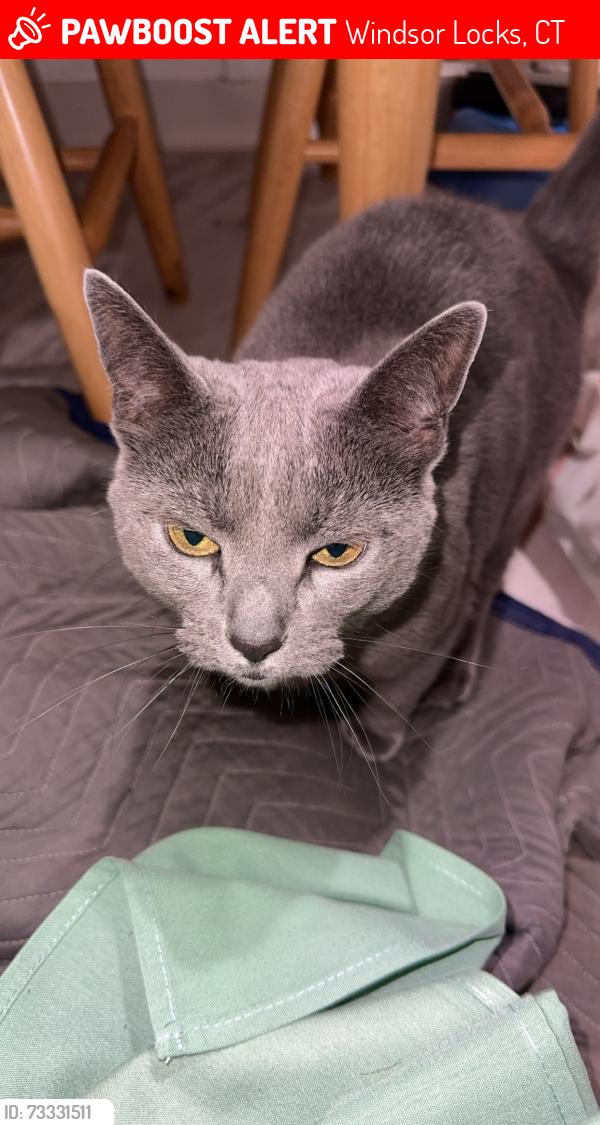 Lost Female Cat last seen Belaire Circle, Windsor Locks, CT 06096