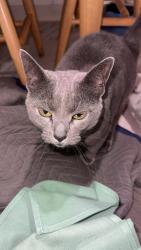 Lost Female Cat last seen Belaire Circle, Windsor Locks, CT 06096