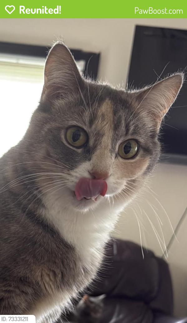 Reunited Female Cat last seen 38th and college, Indianapolis, IN 46205