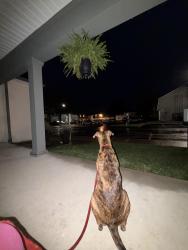 Lost Male Dog last seen Murphy lane and nansemond, Louisville, KY 40245
