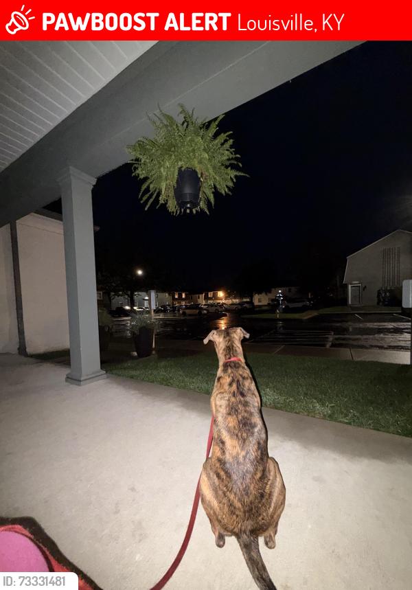 Lost Male Dog last seen Murphy lane and nansemond, Louisville, KY 40245