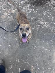 Found/Stray Female Dog last seen Buena creek rd, Vista, CA 92084