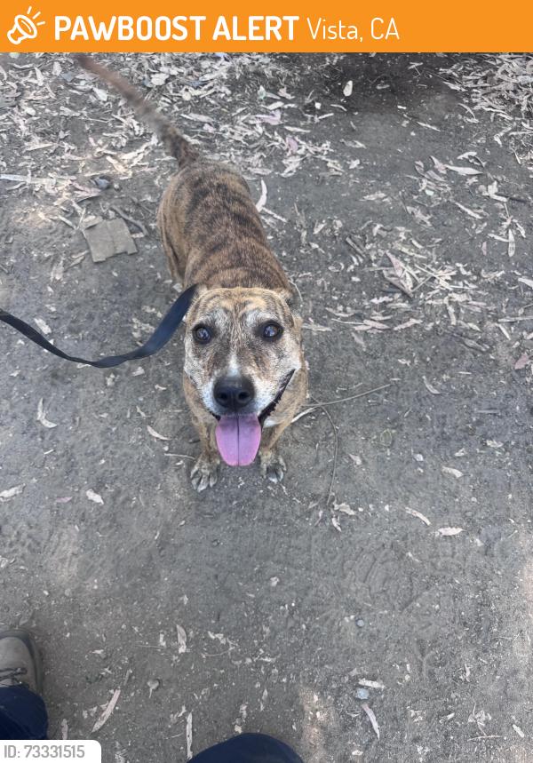 Found/Stray Female Dog last seen Buena creek rd, Vista, CA 92084