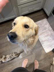Reunited Male Dog last seen Comet Scott’s hill, Pender County, NC 28411