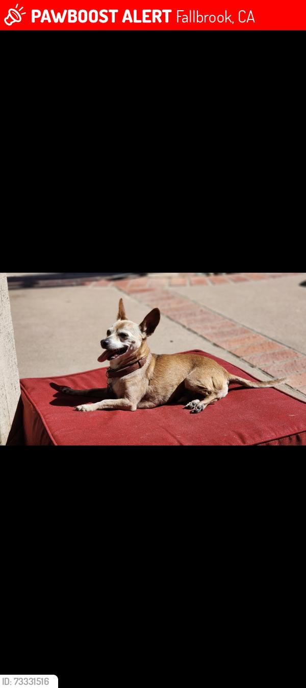 Lost Male Dog last seen La canada and via monserate, Fallbrook, CA 92028