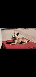 Lost Male Dog last seen La canada and via monserate, Fallbrook, CA 92028