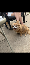 Lost Male Dog last seen Chatham lane and royal court, Sioux City, IA 51104