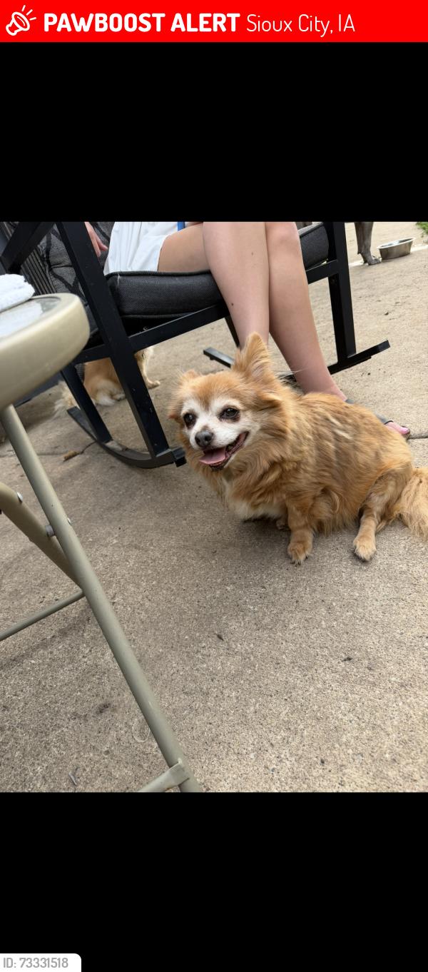 Lost Male Dog last seen Chatham lane and royal court, Sioux City, IA 51104