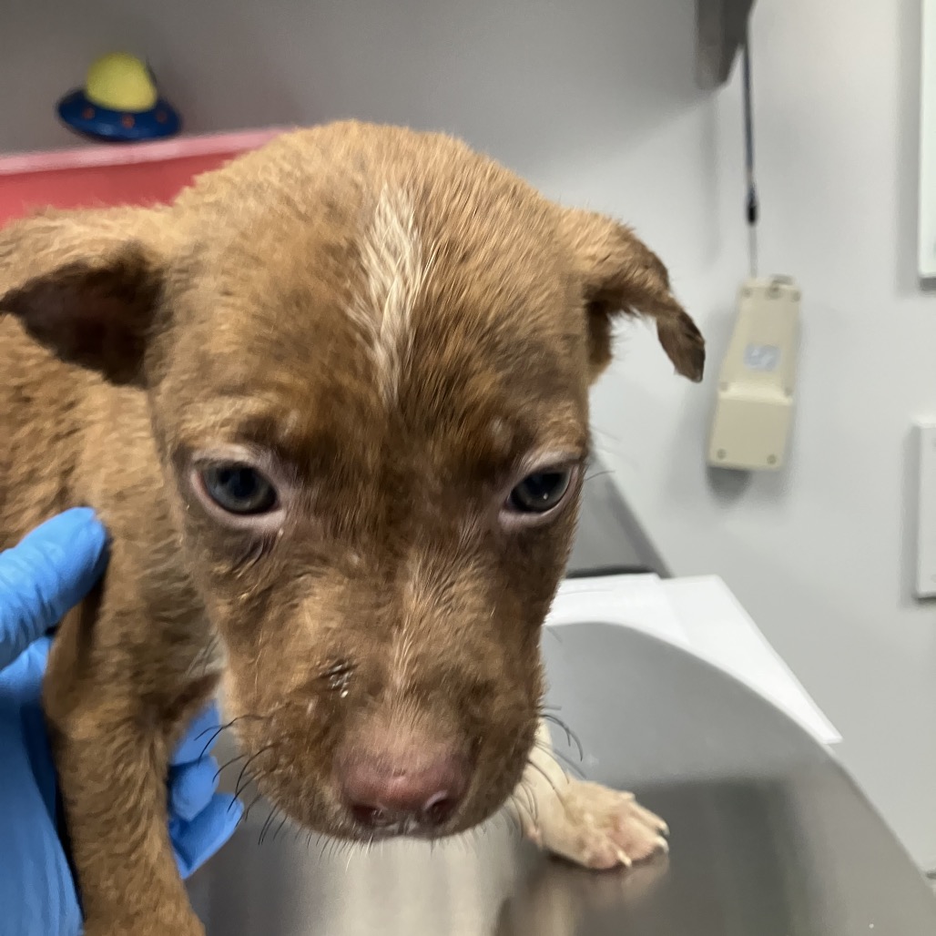 Shelter Stray Male Dog last seen , 328 Furman Hall Rd, Greenville, SC 29609, USA