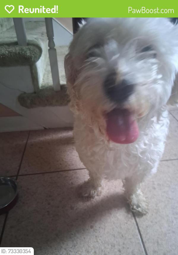 Reunited Female Dog last seen Crestwood Drive Montgomeryville, Lansdale, PA 19446