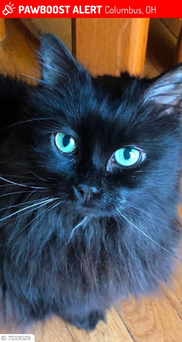 Lost Female Cat last seen Annhurst Road, Columbus, OH 43228