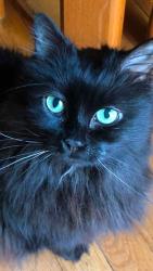 Lost Female Cat last seen Annhurst Road, Columbus, OH 43228