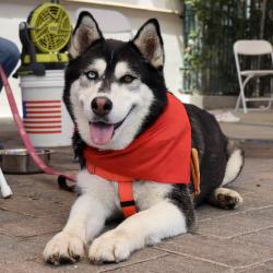 Shelter Stray Female Dog last seen , 361 S Raymond Ave, Pasadena, CA 91105, USA