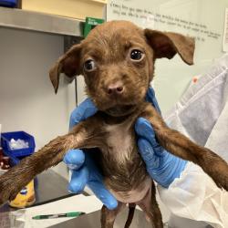 Shelter Stray Female Dog last seen , 328 Furman Hall Rd, Greenville, SC 29609, USA