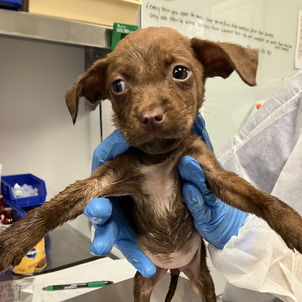Shelter Stray Female Dog last seen , 328 Furman Hall Rd, Greenville, SC 29609, USA