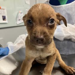 Shelter Stray Female Dog last seen , 328 Furman Hall Rd, Greenville, SC 29609, USA
