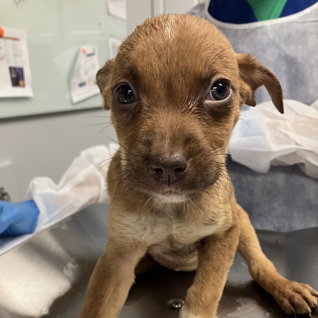 Shelter Stray Female Dog last seen , 328 Furman Hall Rd, Greenville, SC 29609, USA