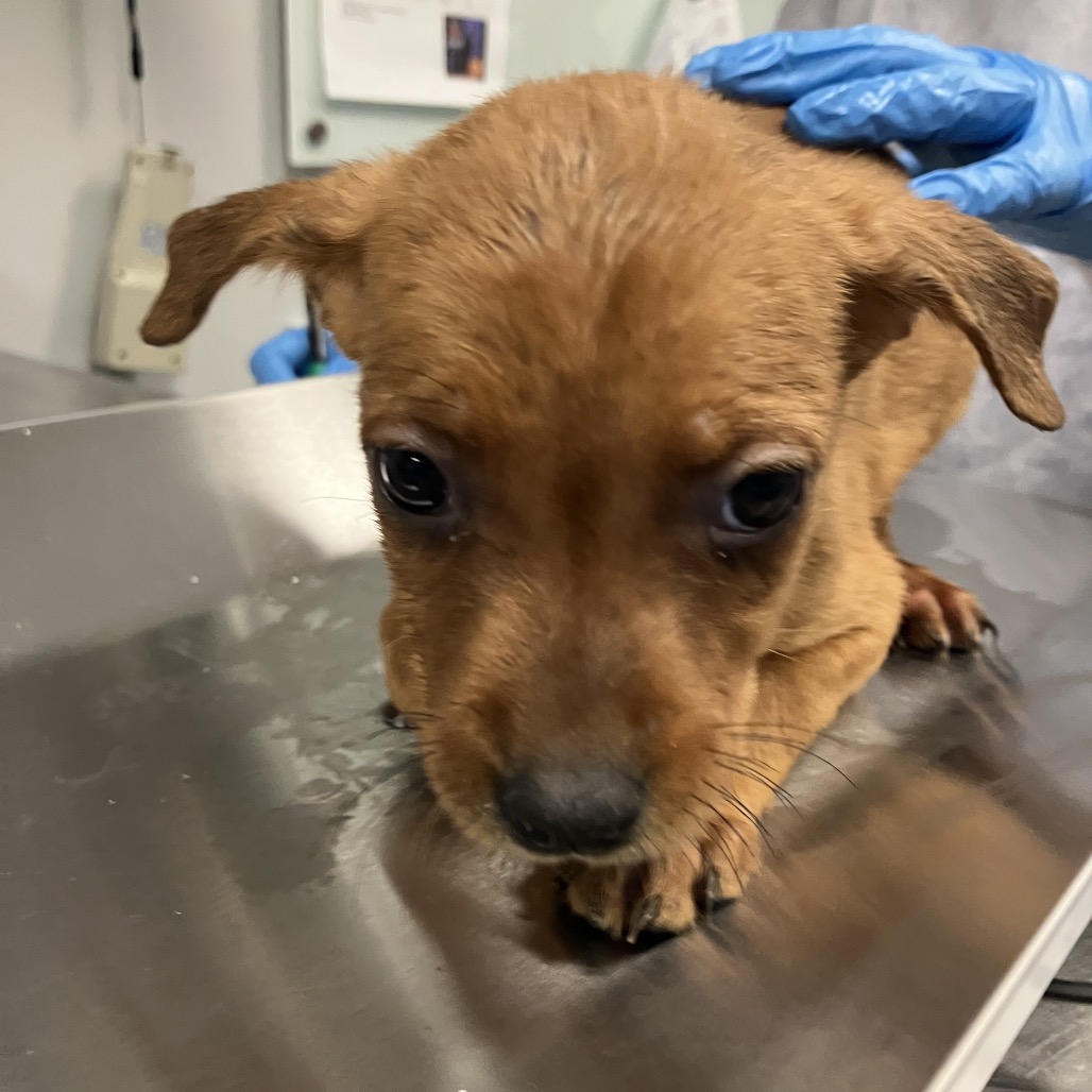 Shelter Stray Female Dog last seen , 328 Furman Hall Rd, Greenville, SC 29609, USA
