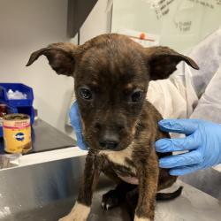Shelter Stray Female Dog last seen , 328 Furman Hall Rd, Greenville, SC 29609, USA