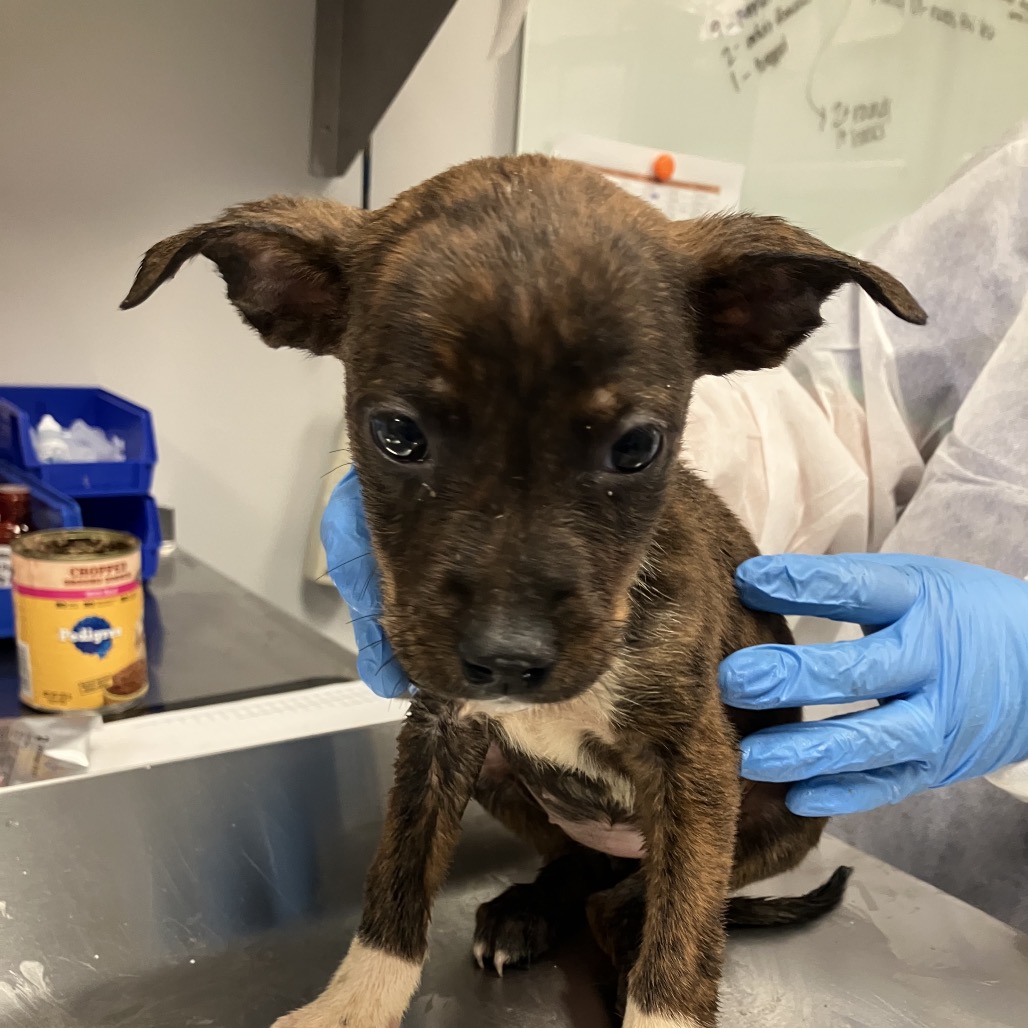 Shelter Stray Female Dog last seen , 328 Furman Hall Rd, Greenville, SC 29609, USA