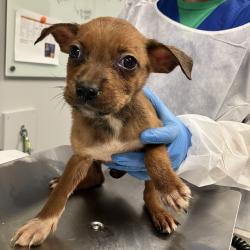 Shelter Stray Female Dog last seen , 328 Furman Hall Rd, Greenville, SC 29609, USA